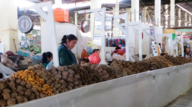 There are anything from around 3-5000 varieties of potatoes in Peru (depending on which tour guide you listen to!)