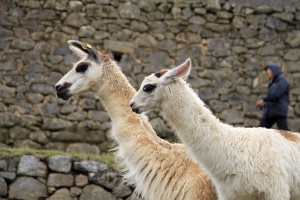 More Llamas